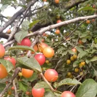 فروش رب آلوچه ترش جنگل شمال|خوردنی و آشامیدنی|قم, قلعه کامکار|دیوار