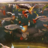 گوپی کوپی فکوری72|ماهی|مشهد, سرافرازان|دیوار