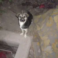 سگ پاکوتاه حرف گوش کن