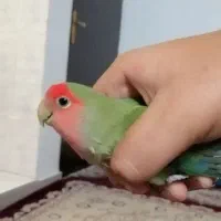 1 عدد طوطی برزیلی سالم و خوب و نژاد دار