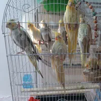 عروس هلندی
