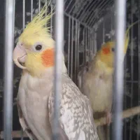 ۲۳ عروس هلندی عمده به فروش میرسد