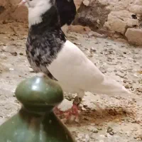 کبوتر طوقی عتیقه