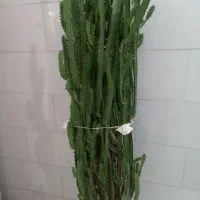 گل اپارتمانی