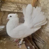 کبوتر دم چتری کاکل پاپر|پرنده|شیراز, شهرک قمشه|دیوار