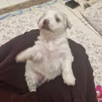 سگ مالتیپو ماده