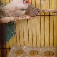 دو تا فنچ  نر ماده جفتی 400 با کفتر معامله میکنم