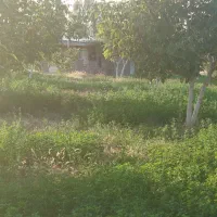 فروش باغ گردو 5700 متری|فروش دفتر صنعتی، کشاورزی، تجاری|شاهین دژ, |دیوار