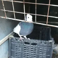 طوقی سیاه ماده