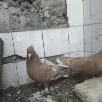 چند جفت نر و ماده|پرنده|بهبهان, |دیوار