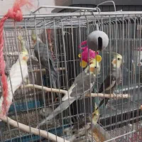 قفس بزرگ کاسکویی