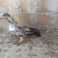 کفتر گلی پلاکی قیمت فقد 1500|پرنده|شیراز, نیستان|دیوار
