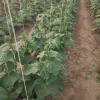 گلخانه