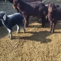 بره و بزغاله