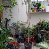 دراسنا|گل و گیاه طبیعی|اندیشه, اندیشه فاز ۱|دیوار