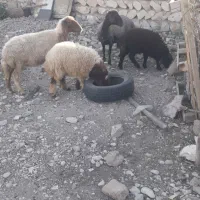 میش وبره