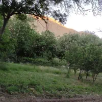 باغچه (حصاربن)