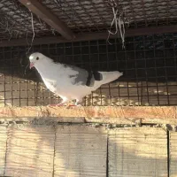 کفتر جوجه وبزرگ