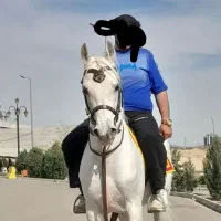 سیلمی