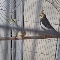 جفت عروس هلندی خانگی|پرنده|تهران, شهرک آسمان|دیوار