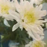 نیرو خدماتی ( سالن زیبایی زنانه )