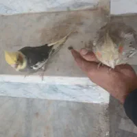 فوری .زیر قیمت بازار.بدلیل زیاد بودن پرنده هام|پرنده|بروجن, |دیوار