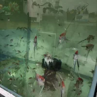 آکواریوم ماهی|ماهی|ارومیه, |دیوار