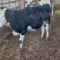 گوساله ماده