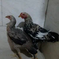 خروس و ماکیان|حیوانات مزرعه|سراوان, |دیوار