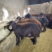 ۱۴ راس میش قزل افشار مایه کرده