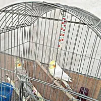 عروس هلندی نر و ماده|پرنده|خرمآباد, |دیوار