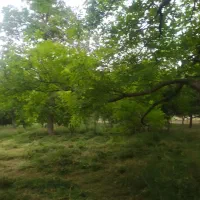 باغ فروشی حدود۳من تکه ای از بهشت روستای بیدواز