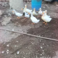 نو اوردک سالم سرحال فروشی