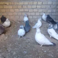 کبوتر تهرانی