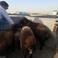 دامداری افشار گوسفند زنده کل نقاط مشهد|حیوانات مزرعه|مشهد, نوید|دیوار