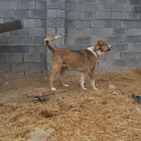 سگ افغانی|سگ|بجنورد, |دیوار