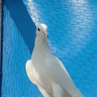 کبوتر پتی واله|پرنده|اصفهان, لاله|دیوار