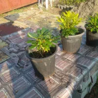 کاج سطل۱۰ ریشه پرس پیچسترون سطل۳