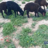 بره|حیوانات مزرعه|بناب, |دیوار