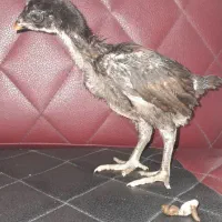 جوجه لاری اصیل ۳۵ روزه|حیوانات مزرعه|کلاچای, |دیوار