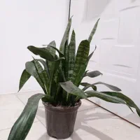 گل آپارتمانی