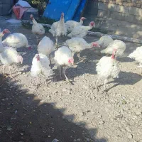 بوقلمون نر درجه ۱|حیوانات مزرعه|کرمانشاه, |دیوار