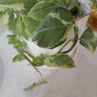 سرمایه گذار