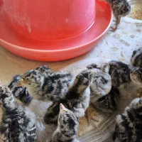 جوجه بوقلمون ۷ روزه