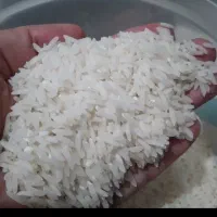 برنج کشت دو هاشمی به شرط