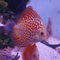 ماهی دیسکس گرید a