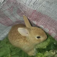 خرگوش سرحال از کوچیک تا بزرگ