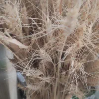 خوشه گندم|گل و گیاه طبیعی|اهواز, زیباشهر|دیوار