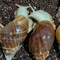 حلزون آلبینو|خزنده|یزد, |دیوار