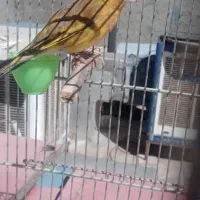 سهر قناری سبز